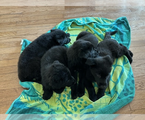 Medium Photo #3 German Shepherd Dog Puppy For Sale in HAMILTON, VA, USA