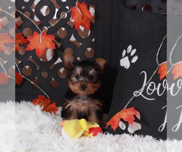 Medium Photo #4 Yorkshire Terrier Puppy For Sale in MOUNT VERNON, OH, USA