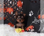 Small #3 Yorkshire Terrier