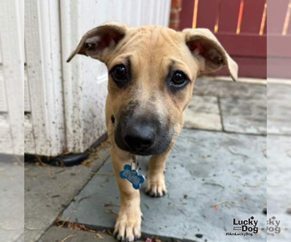 Medium Photo #5 Dachshund-Unknown Mix Puppy For Sale in Washington, DC, USA