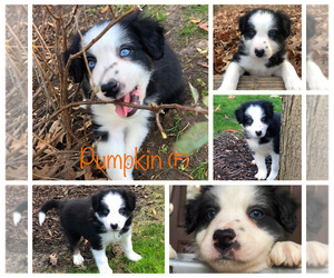 Border Collie Puppy for Sale in SMITHFIELD, Virginia USA