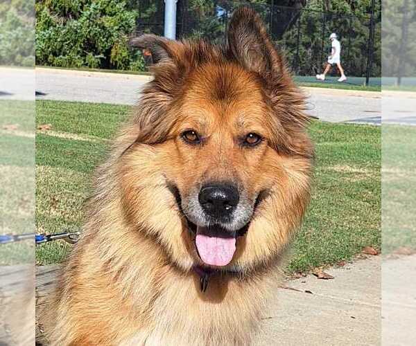 Medium Photo #9 German Shepherd Dog-Unknown Mix Puppy For Sale in Bethesda, MD, USA