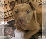 Small #4 Labrador Retriever Mix