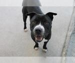 Small #2 American Staffordshire Terrier Mix