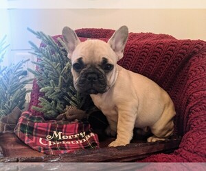 French Bulldog Puppy for sale in TEMPLETON, CA, USA