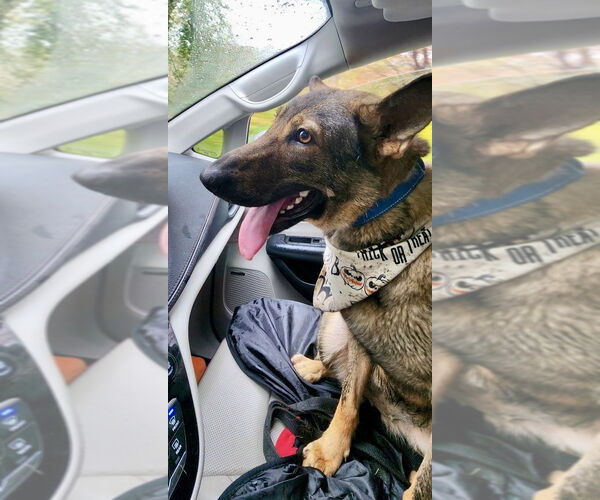 Medium Photo #19 German Shepherd Dog-Unknown Mix Puppy For Sale in Brewster, NY, USA