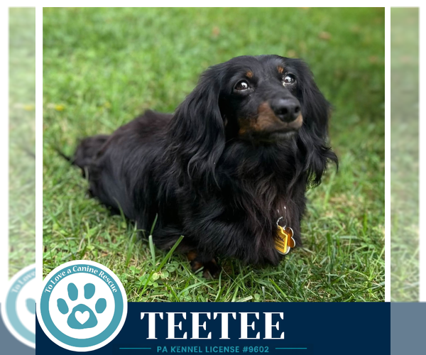 Medium Photo #1 Dachshund-Unknown Mix Puppy For Sale in Kimberton, PA, USA