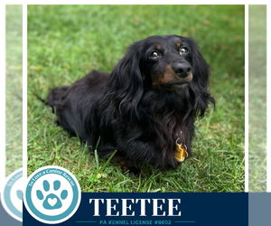 Dachshund-Unknown Mix Dogs for adoption in Kimberton, PA, USA