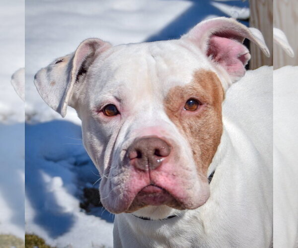 Medium Photo #6 Bulloxer Puppy For Sale in Huntley, IL, USA