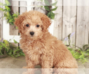 Poochon Puppy for sale in MOUNT VERNON, OH, USA