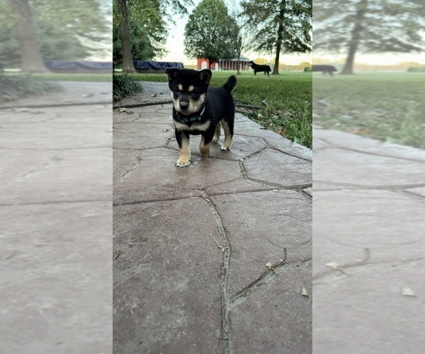 Medium Photo #20 Shiba Inu Puppy For Sale in NEW ATHENS, IL, USA