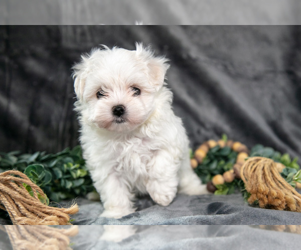 Medium Photo #6 Maltese Puppy For Sale in HOLMESVILLE, OH, USA