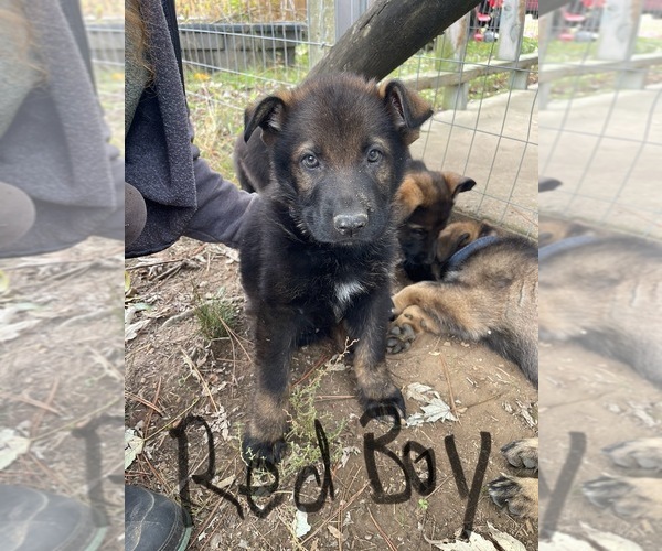 Medium Photo #2 German Shepherd Dog Puppy For Sale in HUNTLAND, TN, USA