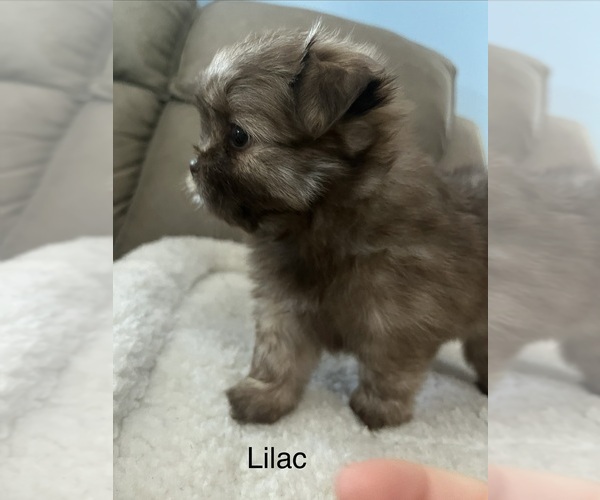 Medium Photo #8 Shiranian Puppy For Sale in AVOCA, MI, USA
