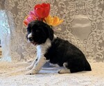 Small #1 English Springer Spaniel