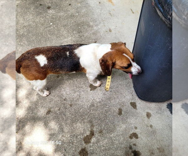 Medium Photo #2 Beagle Puppy For Sale in Foristell, MO, USA