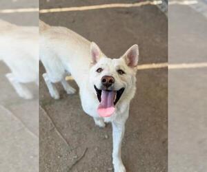 Siberian Husky Dogs for adoption in Riverside, CA, USA