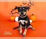 Small #1 Labrador Retriever Mix