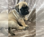 Small Photo #2 Mastiff Puppy For Sale in VENICE, FL, USA