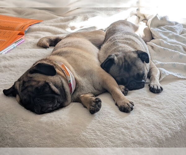 Medium Photo #7 Pug Puppy For Sale in Indianapolis, IN, USA