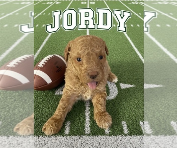 Medium Photo #1 Poodle (Toy) Puppy For Sale in MATTOON, IL, USA