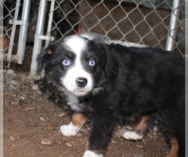Medium Photo #2 Australian Shepherd Puppy For Sale in LEXINGTON, AL, USA