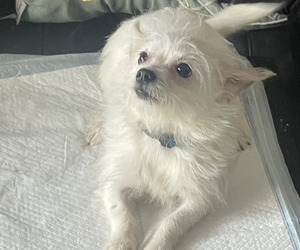 Chihuahua-Poodle (Toy) Mix Puppy for sale in RIVERDALE, GA, USA