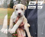 Small American Pit Bull Terrier-American Staffordshire Terrier Mix