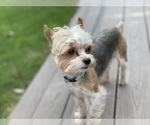 Small Photo #1 Yorkshire Terrier Puppy For Sale in AUSTIN, TX, USA