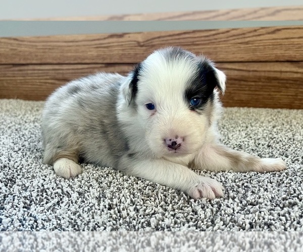 Medium Photo #4 Australian Shepherd Puppy For Sale in LODA, IL, USA