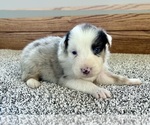 Small #3 Australian Shepherd