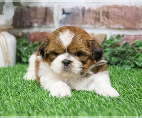 Medium Photo #10 Shih Tzu Puppy For Sale in SYRACUSE, IN, USA