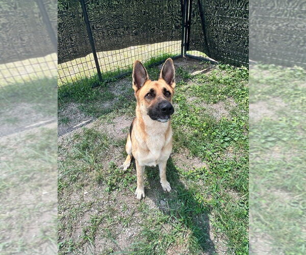 Medium Photo #4 German Shepherd Dog Puppy For Sale in Abbeville, LA, USA