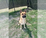 Small #3 German Shepherd Dog
