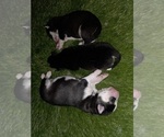 Small #46 Siberian Husky