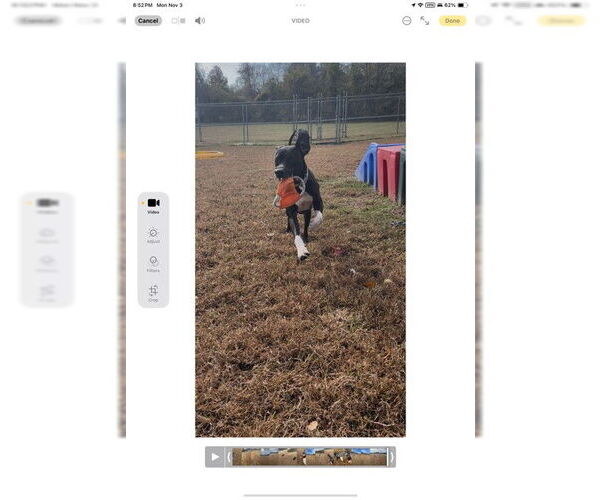 Medium Photo #3 Labrador Retriever-Unknown Mix Puppy For Sale in Forestville, MD, USA