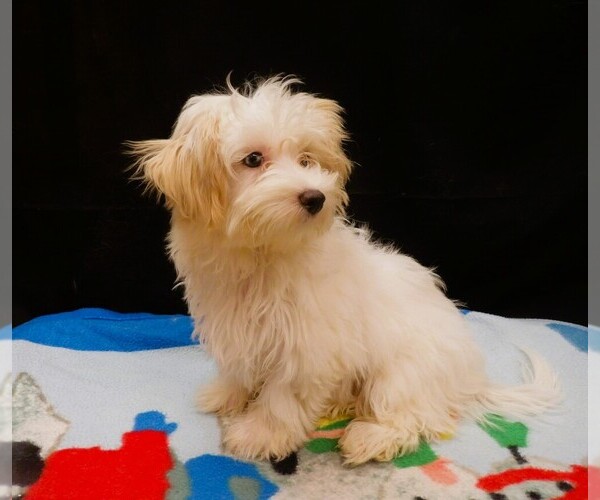 Medium Photo #2 Maltipoo (Miniature) Puppy For Sale in PATERSON, NJ, USA