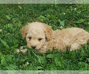 Poodle (Toy) Puppy for sale in PROSPECT, TN, USA
