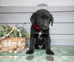 Small Photo #12 Bernedoodle-Labrador Retriever Mix Puppy For Sale in REED CITY, MI, USA