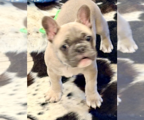 Medium Photo #9 French Bulldog Puppy For Sale in CANYON, TX, USA