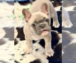 Puppy Dozer French Bulldog