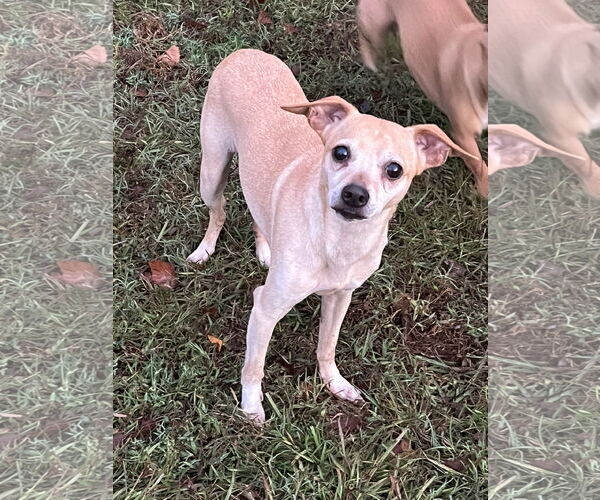 Medium Photo #1 Chihuahua-Unknown Mix Puppy For Sale in Holly Springs, NC, USA