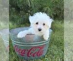 Small #3 Maltese