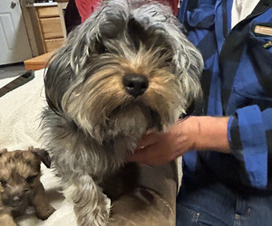 Father of the YorkiePoo puppies born on 10/02/2025