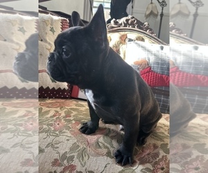 French Bulldog Puppy for sale in JACKSON, NJ, USA