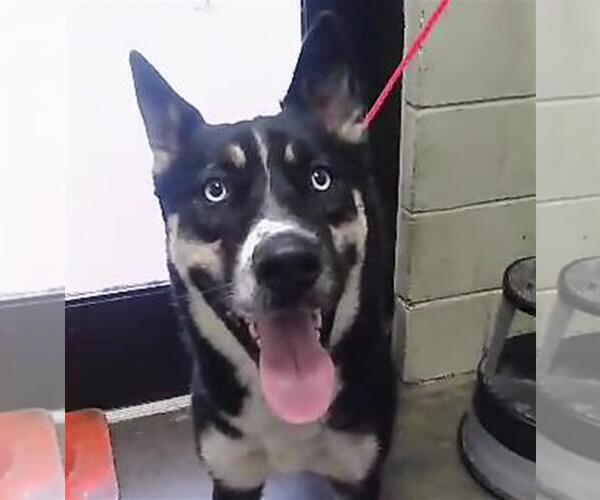 Medium Photo #1 Gerberian Shepsky Puppy For Sale in Tulsa, OK, USA