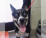 Small Gerberian Shepsky