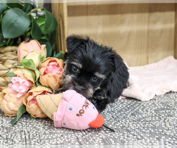Medium Photo #4 Schnauzer (Miniature) Puppy For Sale in SYRACUSE, IN, USA