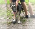 Small #2 German Shepherd Dog