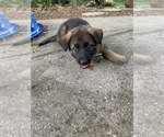 Small Photo #1 German Shepherd Dog Puppy For Sale in GRAND ISLAND, FL, USA